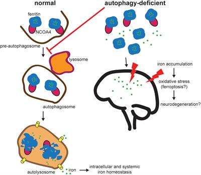 NCOA4-Mediated Ferritinophagy: A Potential Link to Neurodegeneration